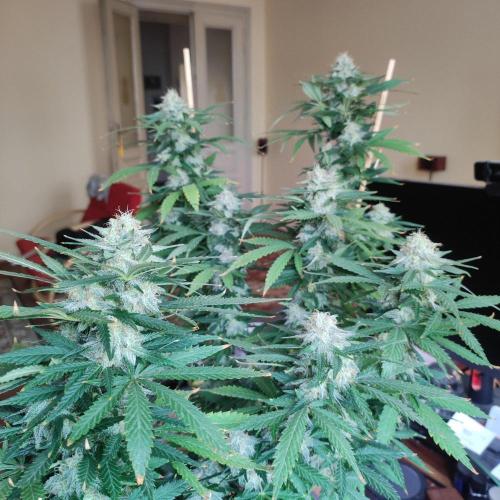 Cookies Haze - Balcony '26. Week 22