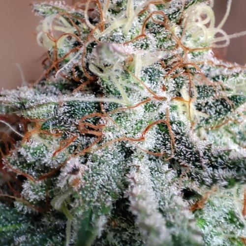 Cookies Haze - Balcony '26. Week 22