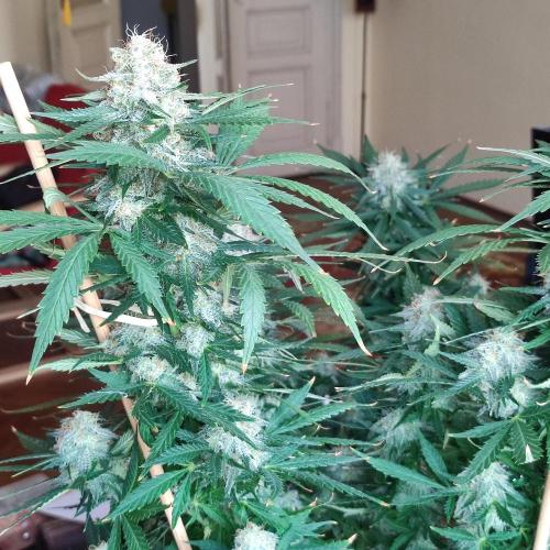 Cookies Haze - Balcony '26. Week 22
