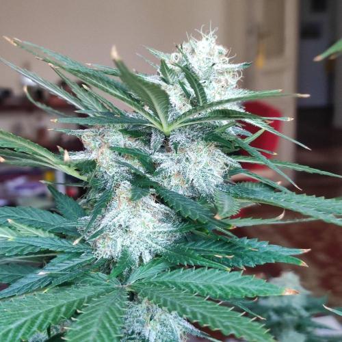 Cookies Haze - Balcony '26. Week 22