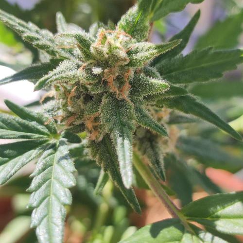 Big Devil XL Auto - Balcony '26. Week 8