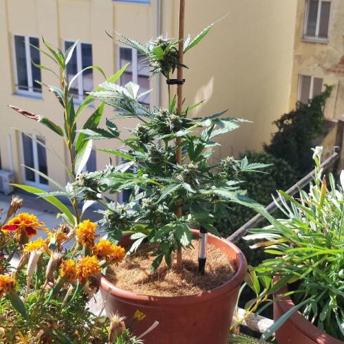 Big Devil XL Auto - Balcony '26. Week 8