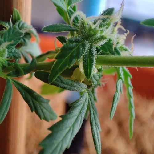 Big Devil XL Auto - Balcony '26. Week 8
