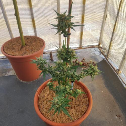 Big Devil XL Auto - Balcony '26. Week 8