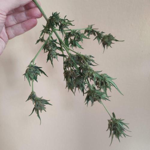 Big Devil XL Auto. Week 9