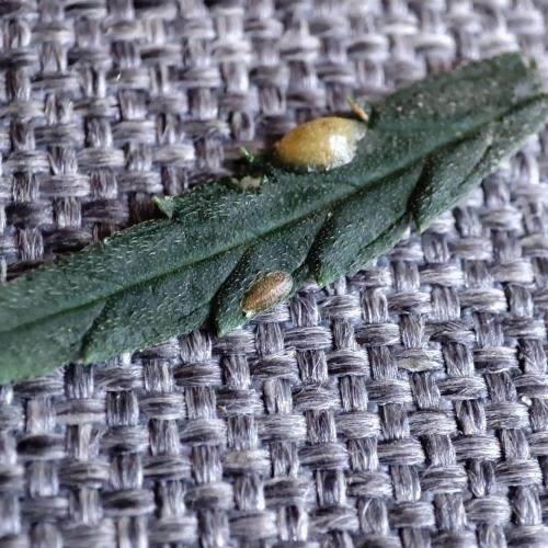 Cookies Haze - Balcony '26. Week 23 - Some coccidae spotted, but no big deal