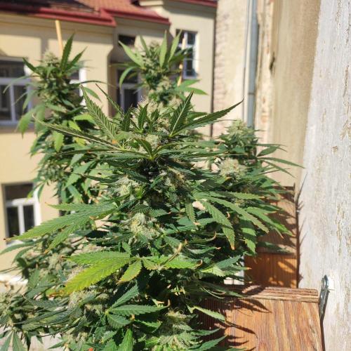 Cookies Haze - Balcony '26. Week 23