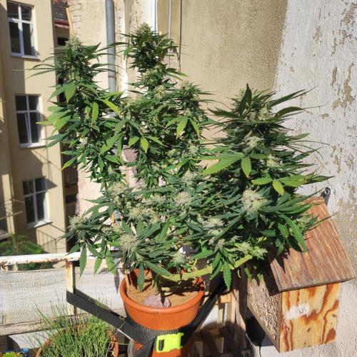 Cookies Haze - Balcony '26. Week 23