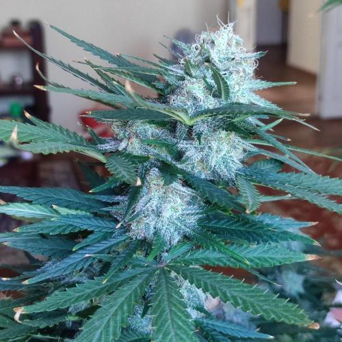 Cookies Haze - Balcony '26. Week 23