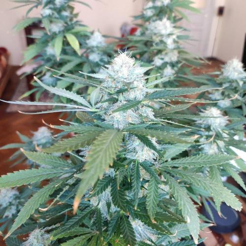 Cookies Haze - Balcony '26. Week 23