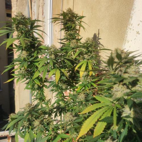 Cookies Haze - Balcony '26. Week 23