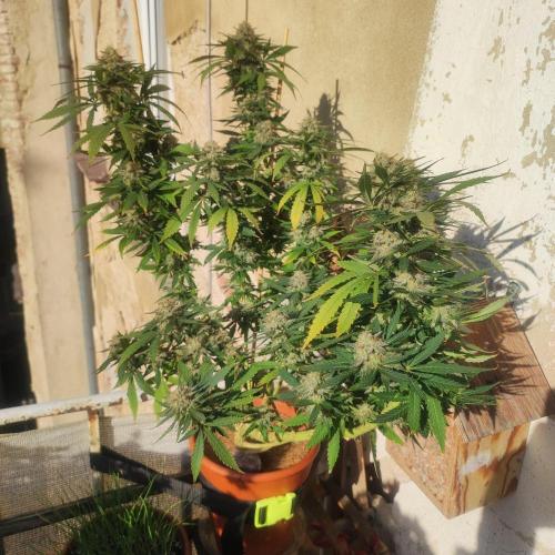 Cookies Haze - Balcony '26. Week 23