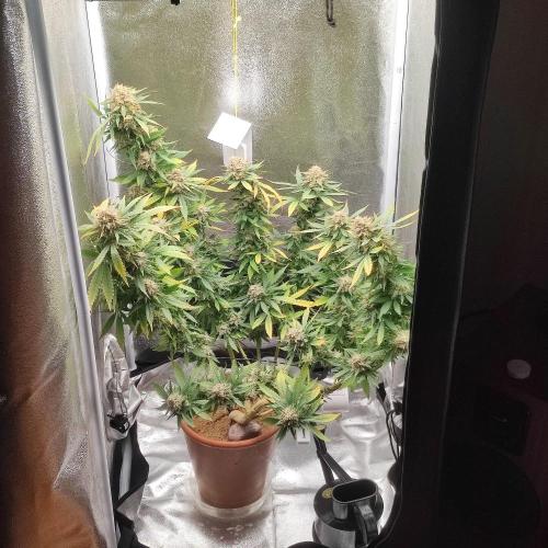 Cookies Haze - Balcony '26. Week 24