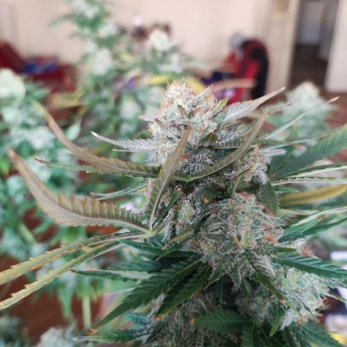 Cookies Haze - Balcony '26. Week 24