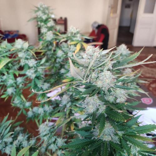 Cookies Haze - Balcony '26. Week 24