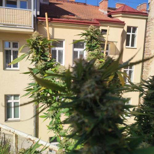 Cookies Haze - Balcony '26. Week 24