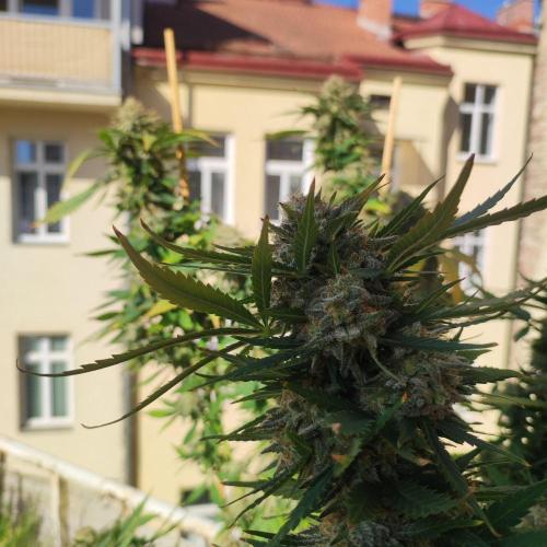 Cookies Haze - Balcony '26. Week 24