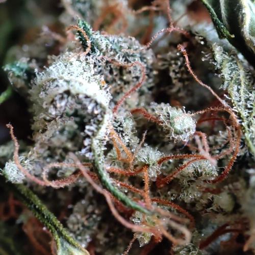 Cookies Haze - Balcony '26. Week 25