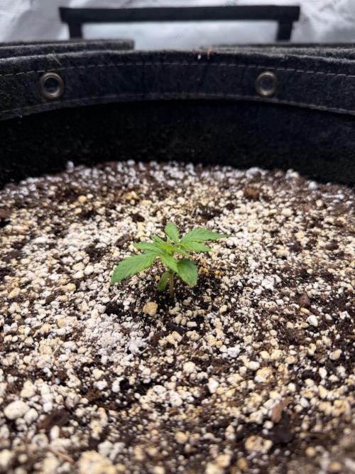 Jelly Donuts Auto by Humboldt Seed Co. Week 1