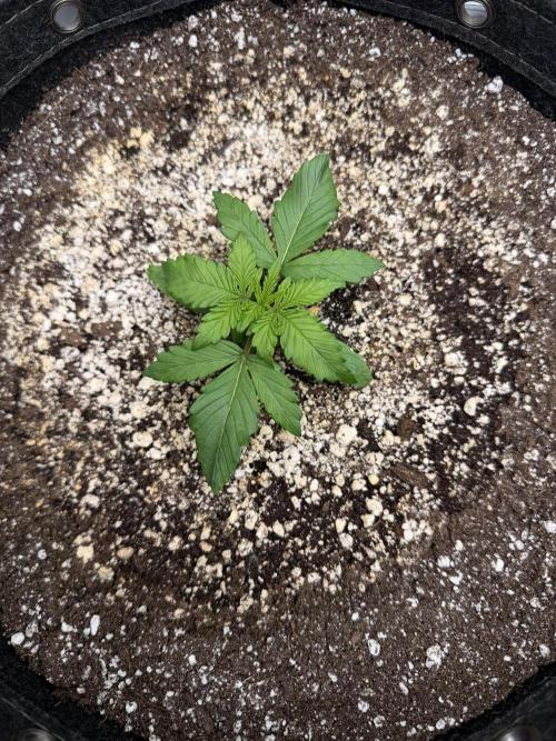 Jelly Donuts Auto by Humboldt Seed Co. Week 1