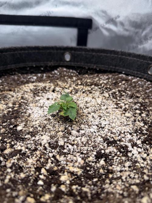 Jelly Donuts Auto by Humboldt Seed Co. Week 1