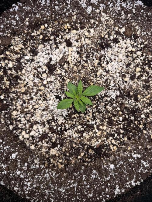 Jelly Donuts Auto by Humboldt Seed Co. Week 1