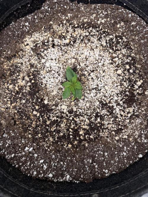 Jelly Donuts Auto by Humboldt Seed Co. Week 1