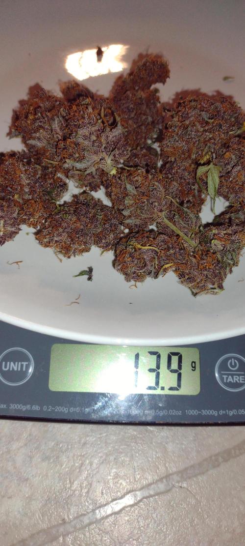 Banana purple punch. Week 10