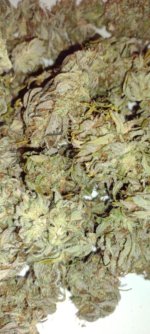 Banana purple punch. Week 10