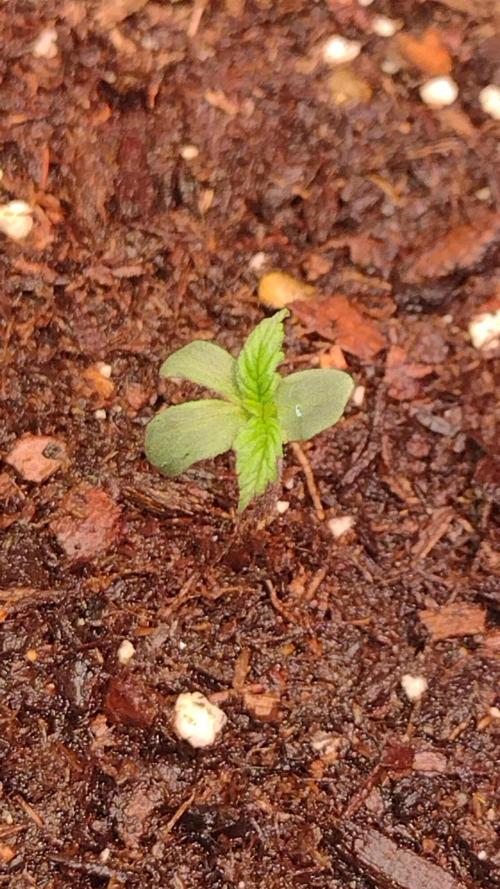 Sour jealousy. Week 0