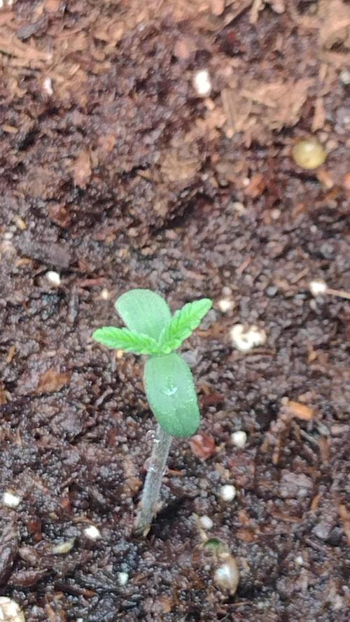 Orange President. Week 0