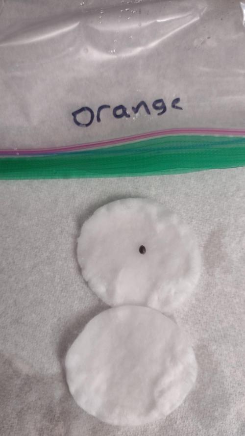 Orange President. Week 0