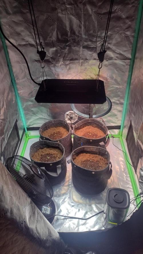 Lemon cherry cookies. Week 0