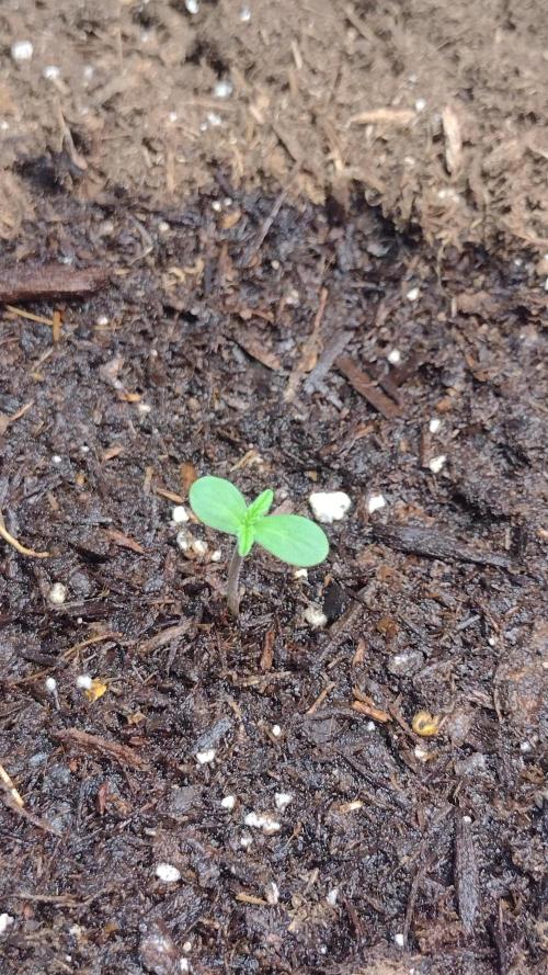 Lemon cherry cookies. Week 0