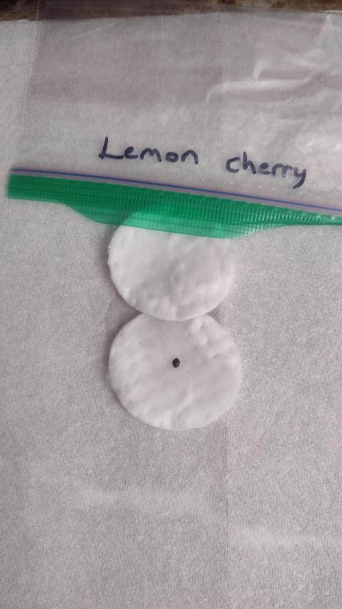 Lemon cherry cookies. Week 0