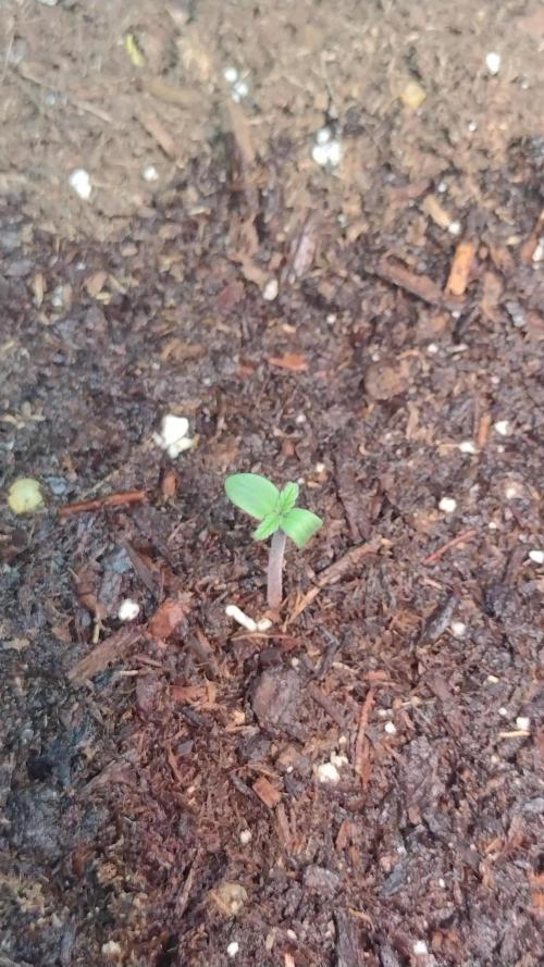 Banana purple punch. Week 0