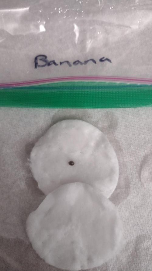 Banana purple punch. Week 0