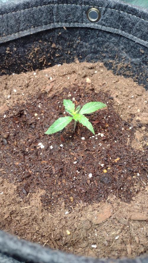 Sour jealousy. Week 1