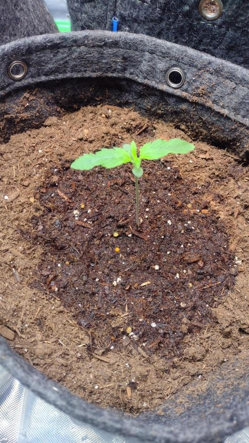 Orange President. Week 1