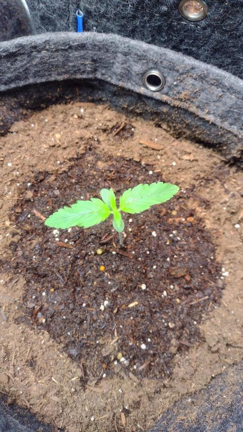 Orange President. Week 1