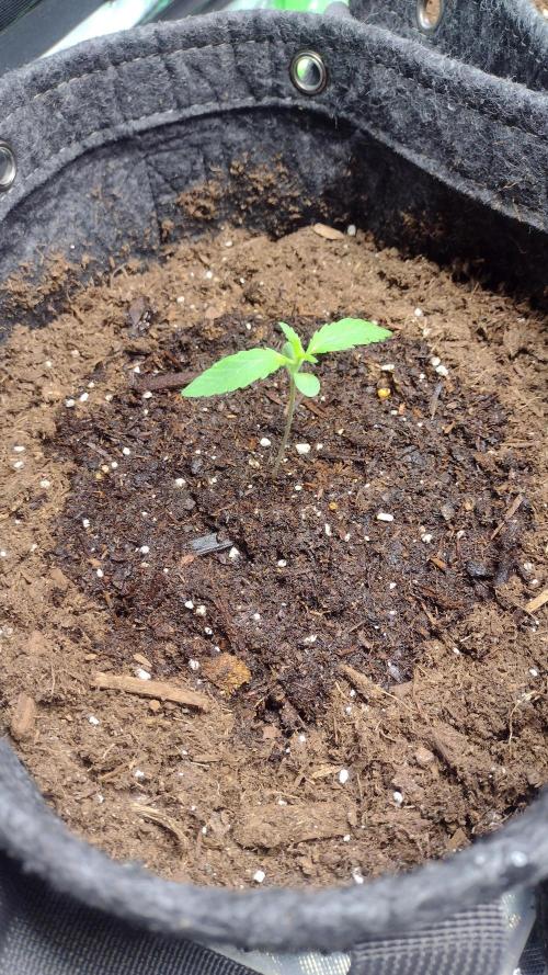 Banana purple punch. Week 1