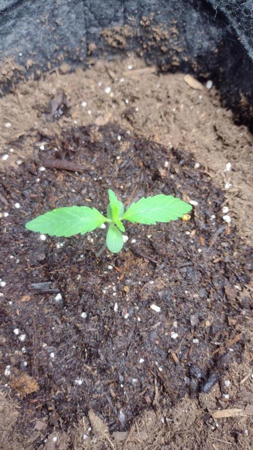 Banana purple punch. Week 1