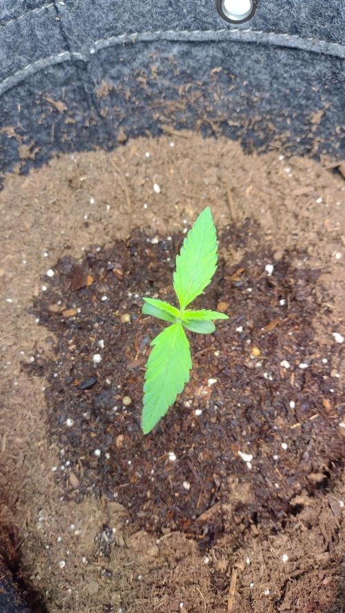 Lemon cherry cookies. Week 1