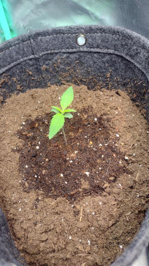 Lemon cherry cookies. Week 1