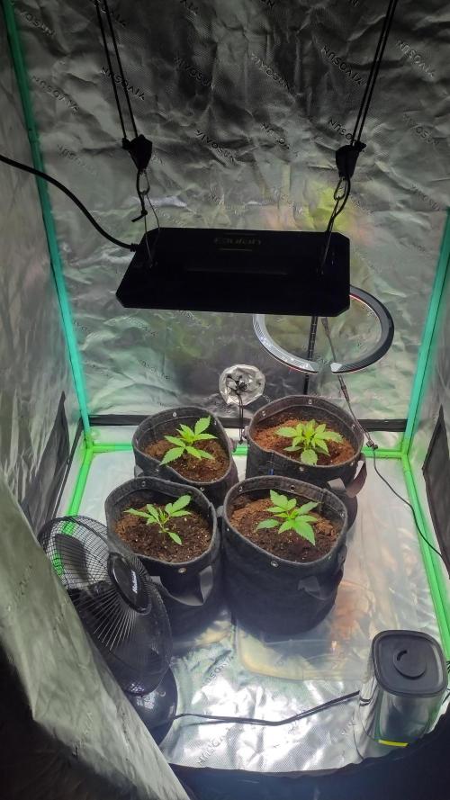 Orange President. Week 2