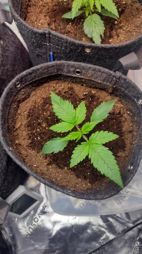 Orange President. Week 2