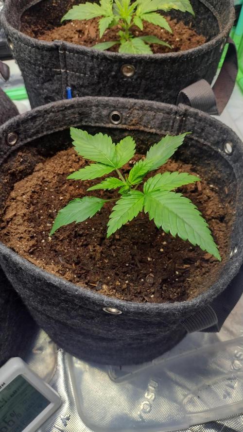 Orange President. Week 2