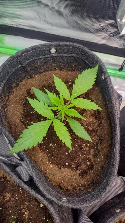 Lemon cherry cookies. Week 2