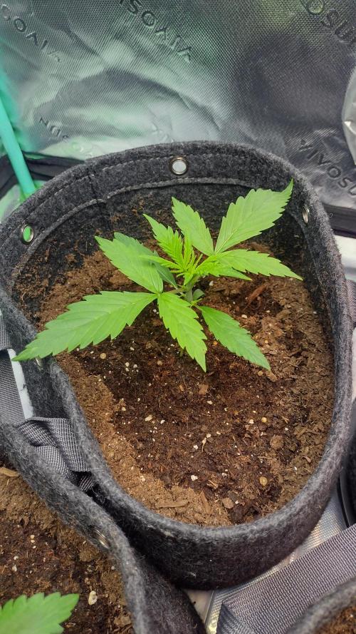 Lemon cherry cookies. Week 2