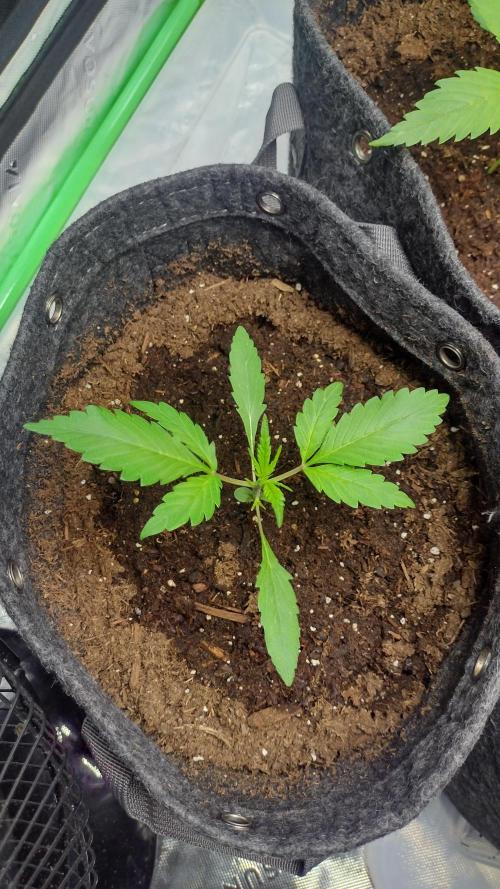 Banana purple punch. Week 2